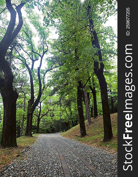 Paved path under a tree canopy in a park