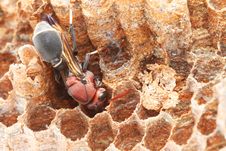 Wasp Royalty Free Stock Photography