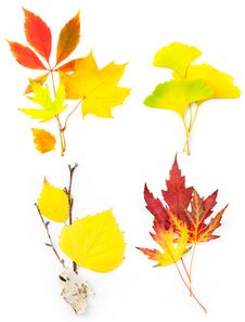 Composition Set Of Beautiful Autumn Leaves Royalty Free Stock Photos