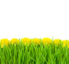 Yellow Dandelions In Green Grass On White Back Stock Image Yellow Dandelions In Green Grass On White Back Stock Image