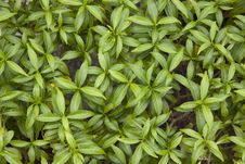 Green Leaves Royalty Free Stock Image Green Leaves Royalty Free Stock Image