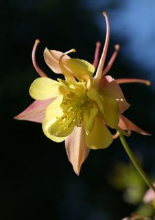 Beautiful Flower Aquilegia Stock Photo Beautiful Flower Aquilegia Stock Photo
