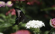 Peacock Swallowtail Butterfly Stock Image
