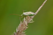 Grass Bug Stock Image Grass Bug Stock Image