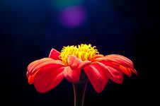 Orange Zinnia Flower Closed Up Stock Images Orange Zinnia Flower Closed Up Stock Images