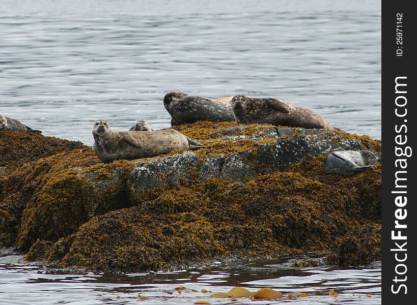 A group of Stellar Sea Lions resting on a large rock. A group of Stellar Sea Lions resting on a large rock