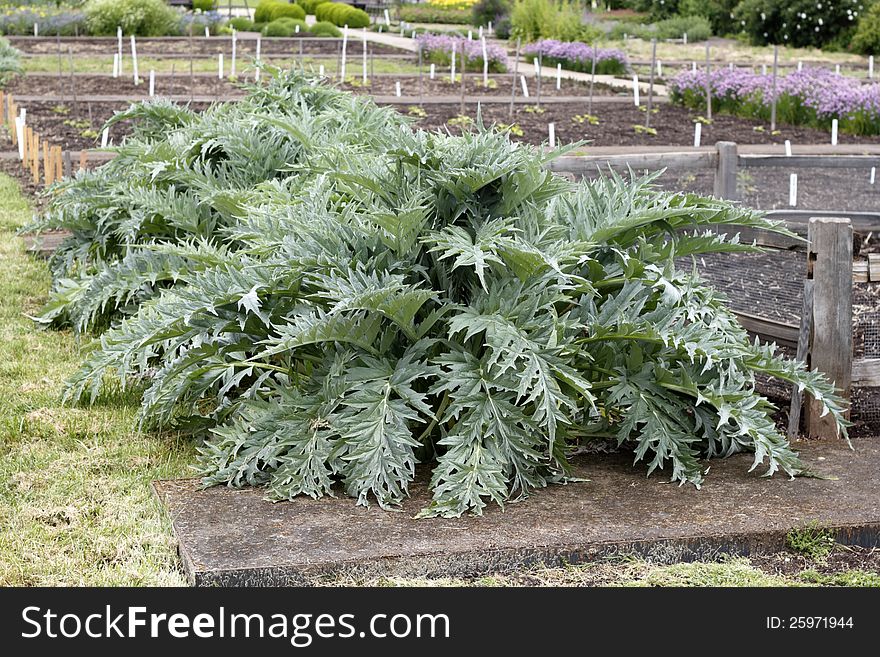 Unusually large green gray leaves of very old artichoke plants growing in an outdoor garden. Unusually large green gray leaves of very old artichoke plants growing in an outdoor garden.