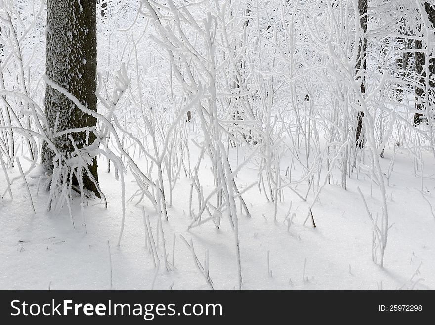 Winter forest covered by fresh snow