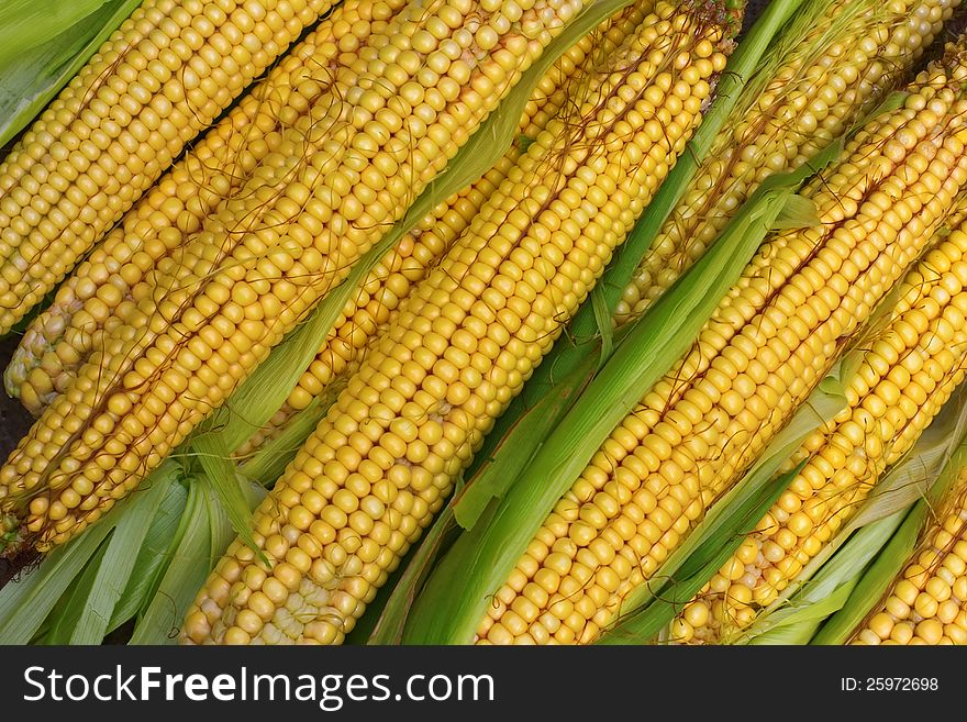 Many fresh   corn cobs with leaves