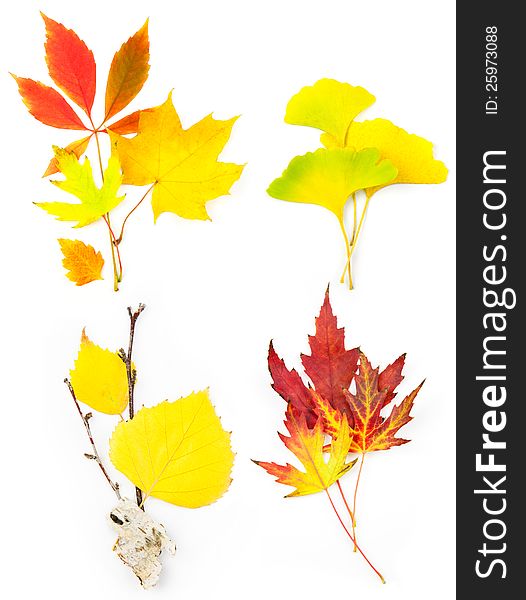 Composition Set of Beautiful Autumn Leaves / isolated on white