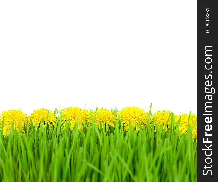 Yellow Dandelions in Green Grass on Isolated White Background  / taraxacum officinale. Yellow Dandelions in Green Grass on Isolated White Background  / taraxacum officinale