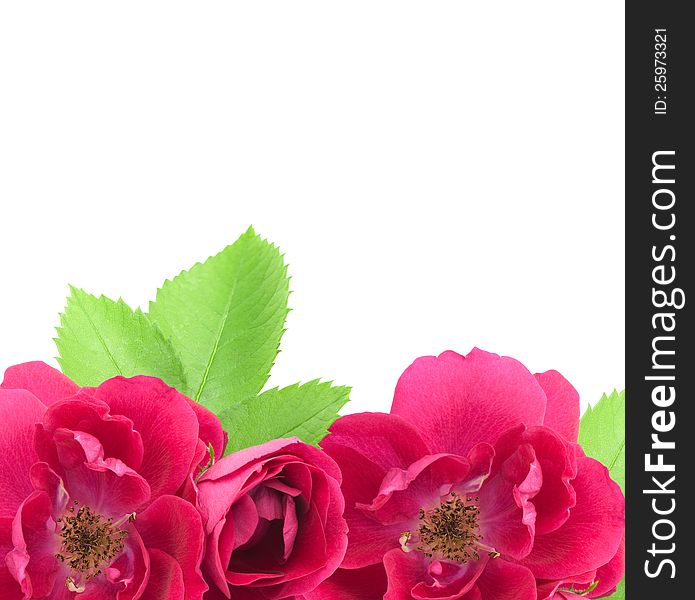 Beautiful Rose Flowers Background with copy space for text