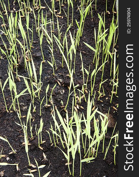 Rice seedling germination is about 15 days. Rice seedling germination is about 15 days.