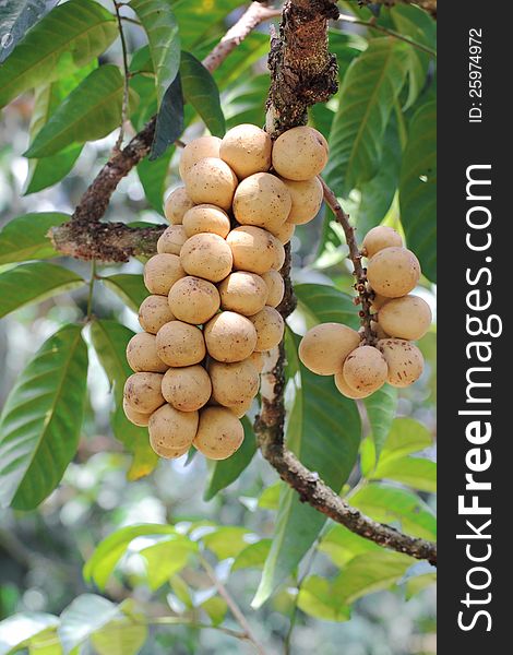 Longan Thai tropical fruit on tree. Longan Thai tropical fruit on tree