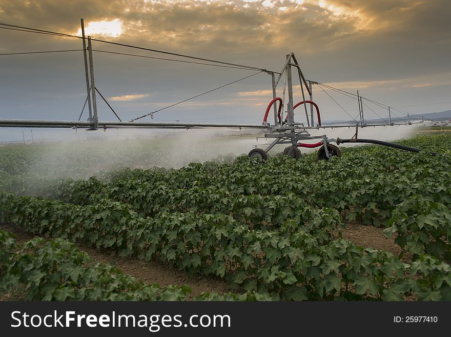 Center pivoting irrigation system over a ripe cotton field.