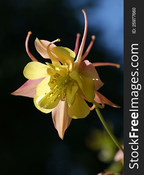 A beautiful flower Aquilegia yellow and pink against dark back ground