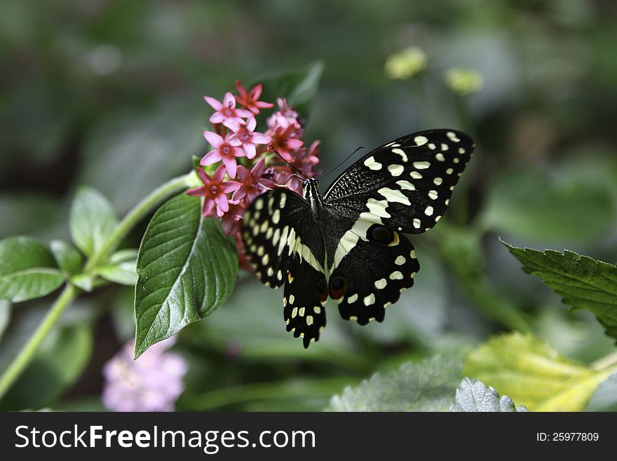 A Citrus Swallowtail Butterfly is slurping nectar from the flower.