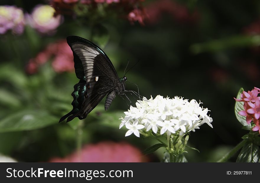 Peacock Swallowtail Butterfly