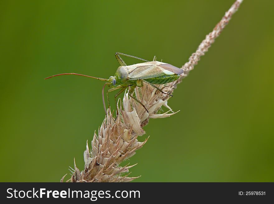 Grass bug