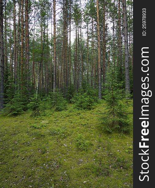 Coniferous wood in lake Seliger vicinities. Coniferous wood in lake Seliger vicinities.