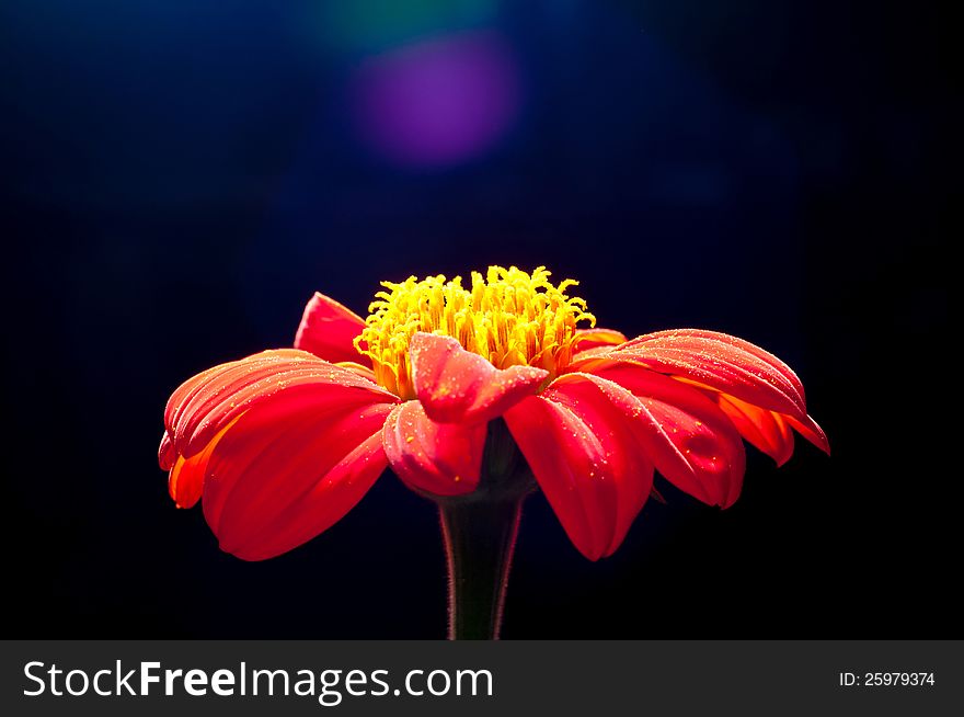 Orange Zinnia Flower Closed Up