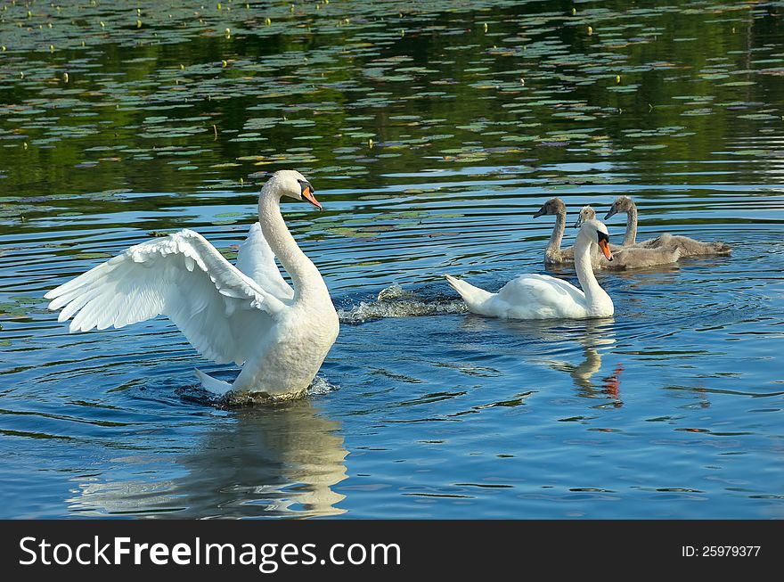 The family of wild white swans in the pond.