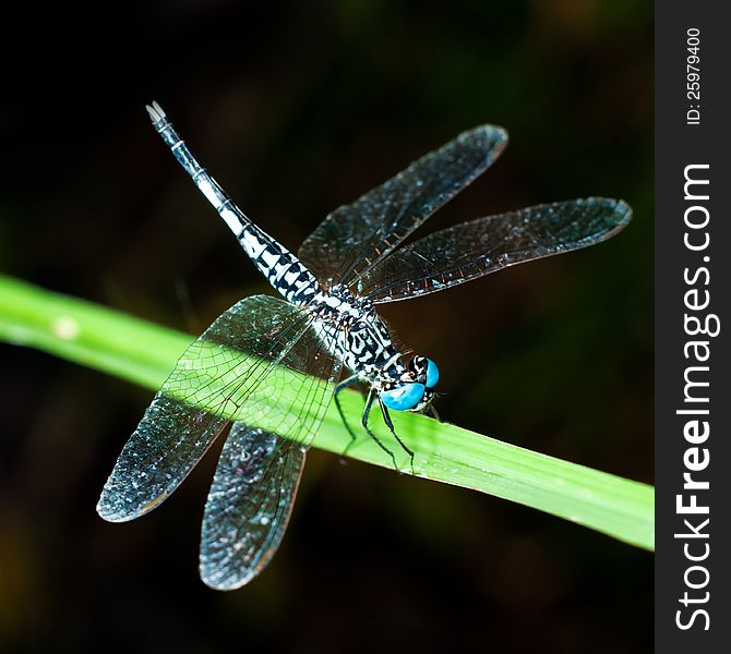 Blue Dragonfly on Green Leaf