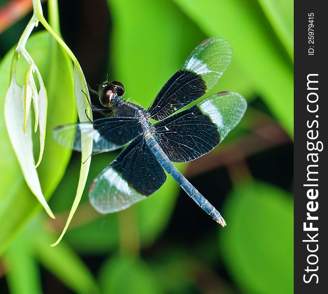 Blue Dragonfly on Green Leaf