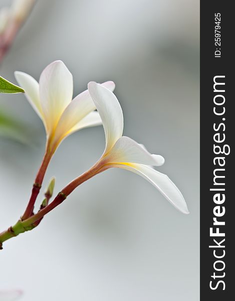 White plumeria flower was shot in grey color background closely up. White plumeria flower was shot in grey color background closely up