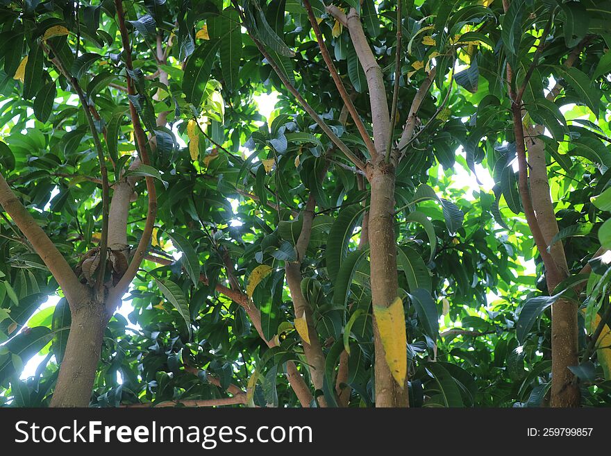 a photo of a shady mango tree with green leaves