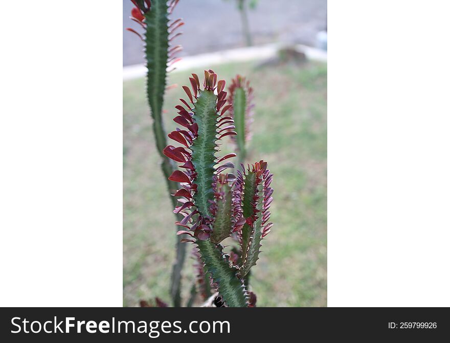 A unique plant to be shaped like a dragon& x27 s tail named Euphorbia trigona