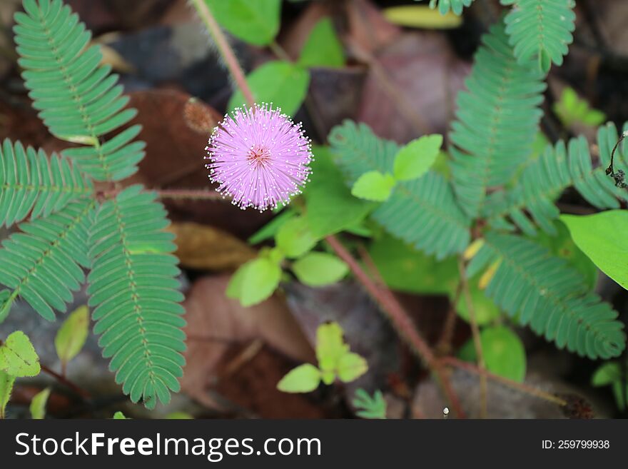 a photo of a beautiful round pink flower named Mimosa pudica flower