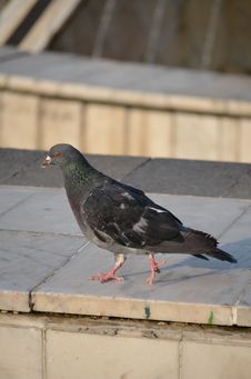 Pigeon Stock Photography