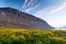 Mountain And Meadow Of Yellow Flowers Royalty Free Stock Image Mountain And Meadow Of Yellow Flowers Royalty Free Stock Image