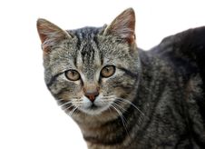Isolated Cat Portrait Stock Images