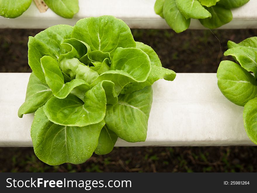 Butterhead in hydroponic farm