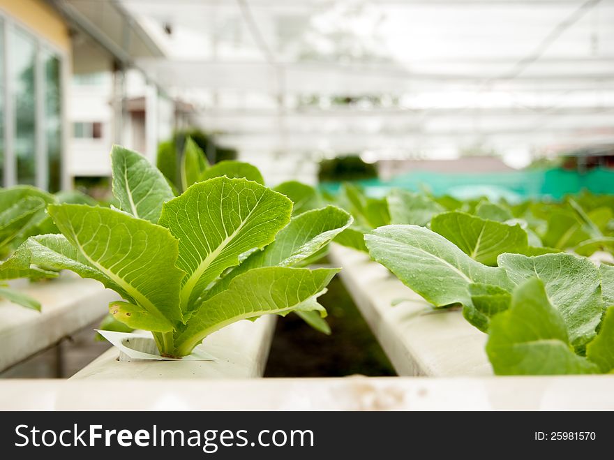 Fresh green cos in hydroponic farm