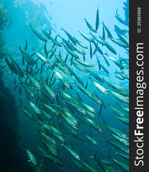 Monchromatic image of schooling fish in swirling pattern