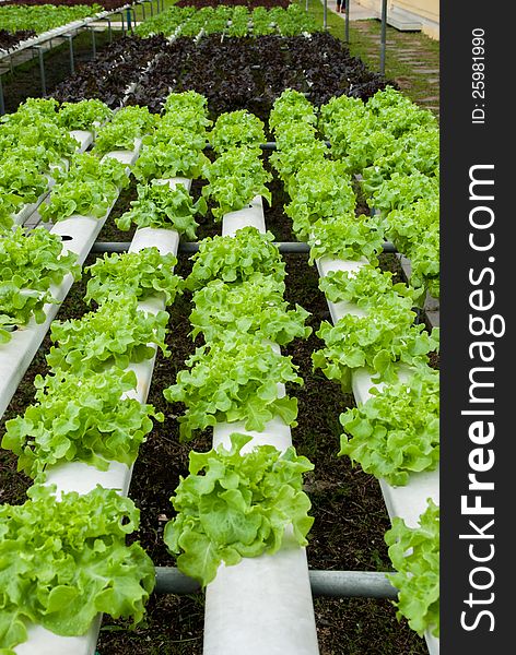 Fresh green oak and red oak in hydroponic farm. Fresh green oak and red oak in hydroponic farm