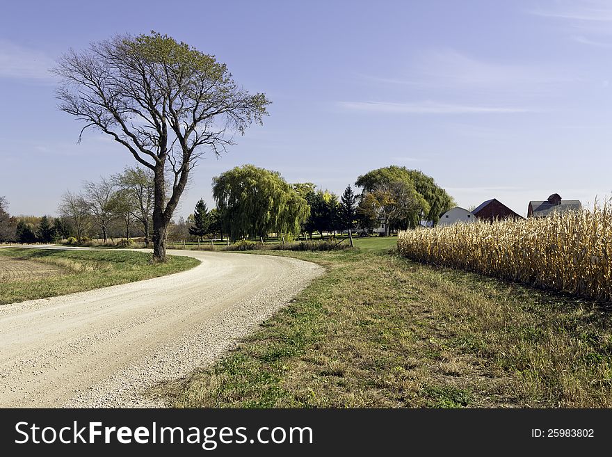 Country road by growing wheat