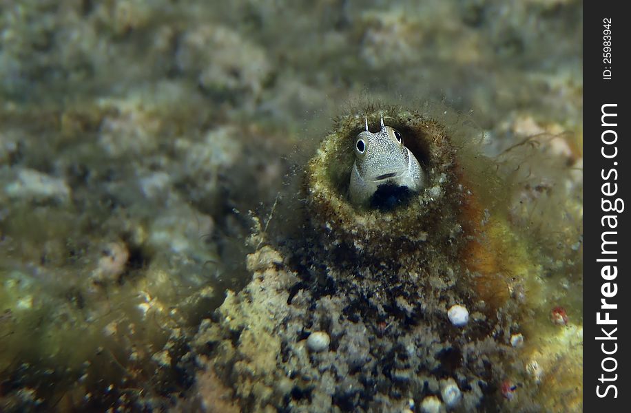 Lance blenny is a small fish of coral reefs