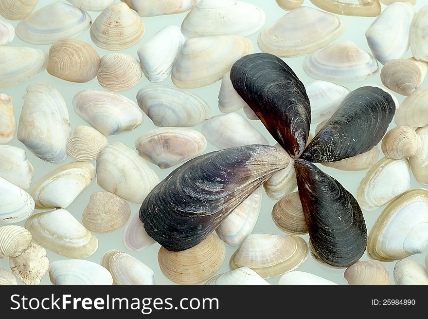 Various groupings of black and white mussels. Various groupings of black and white mussels