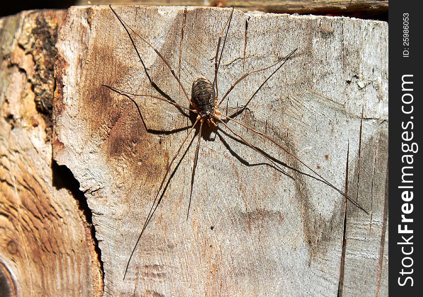 A large spider sitting on wood