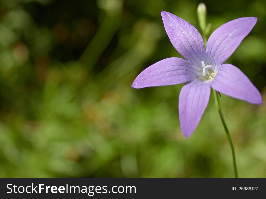 A photo of a small violet flower