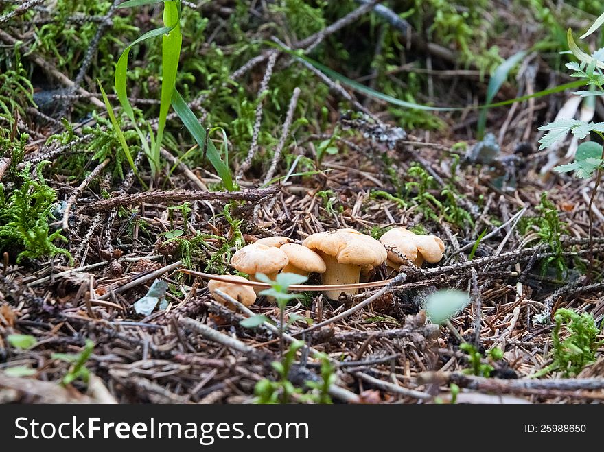 Young Chanterelles