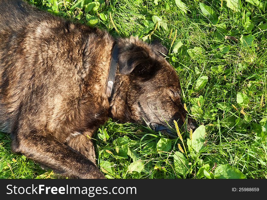 An old dog (mixed breed) sleeping contently in the sunlight on grassy ground. An old dog (mixed breed) sleeping contently in the sunlight on grassy ground.