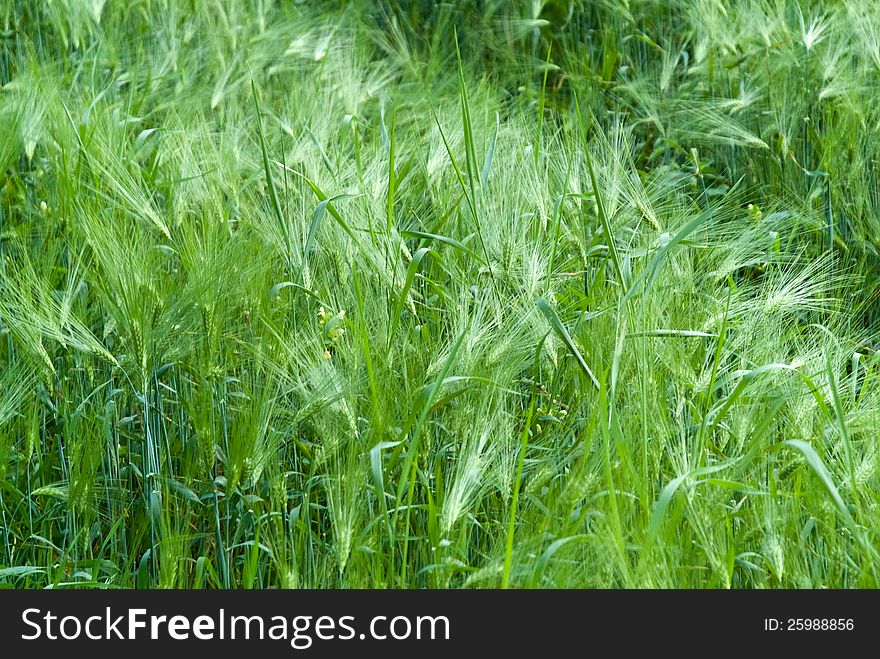 A field with fresh green barley crops. A field with fresh green barley crops.