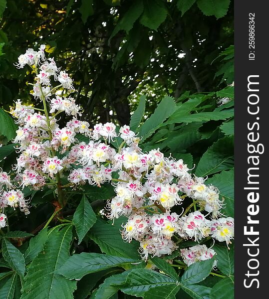 Chestnut Flower In Green Leaves