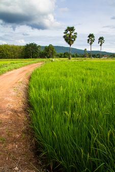 Rice Field And Road Stock Photo Rice Field And Road Stock Photo