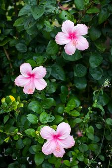 Hibiscus Flowers Royalty Free Stock Photography Hibiscus Flowers Royalty Free Stock Photography